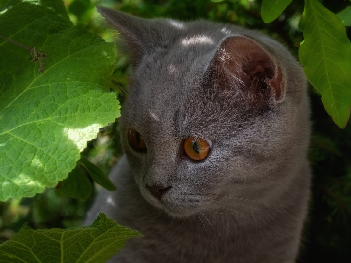 Маленький британский котенок в зеленых листьях