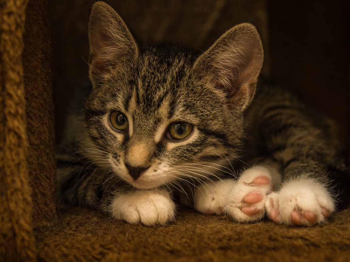 Маленький забавный серый котенок  в домике