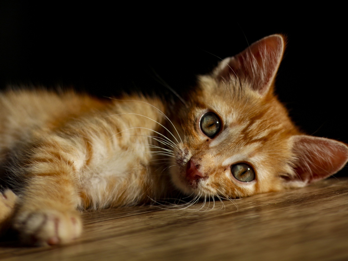 Маленький рыжий котенок лежит на полу 