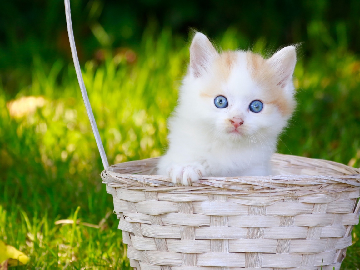 Маленький котенок в корзине на зеленой траве