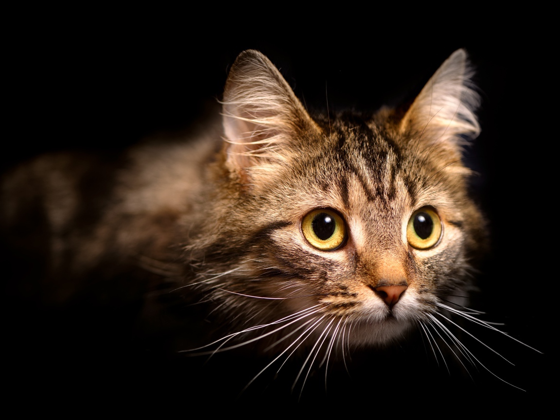 Морда пушистой серой кошки на черном фоне