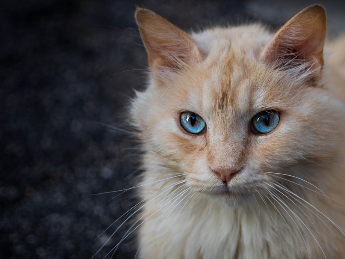 Морда рыжего голубоглазого кота крупным планом