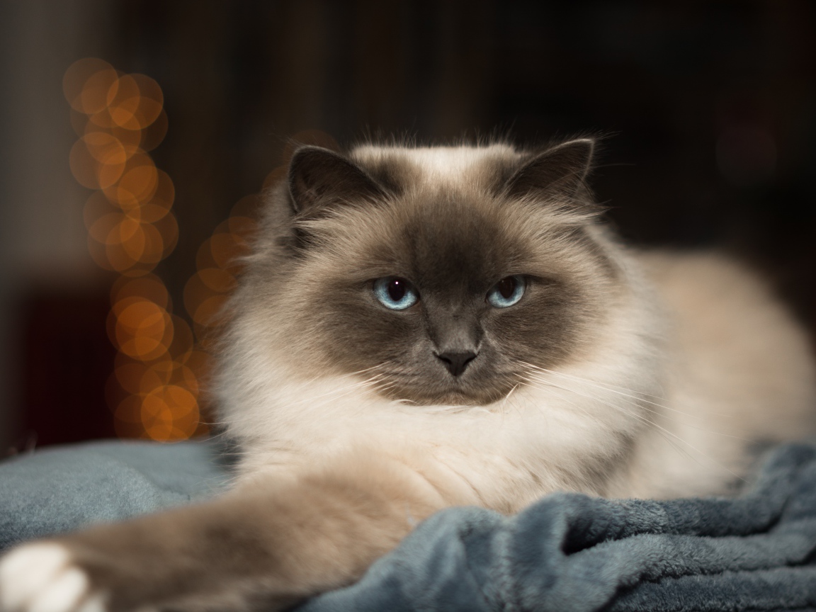 Породистый пушистый голубоглазый кот лежит на кровати