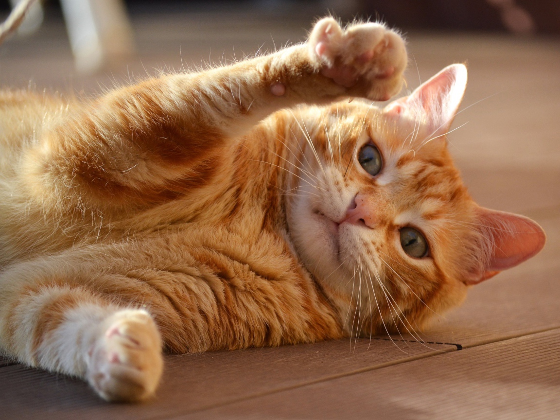 Рыжий кот играет на полу 