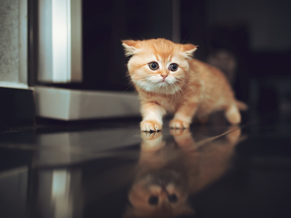 Испуганный рыжий котенок крадется по полу 