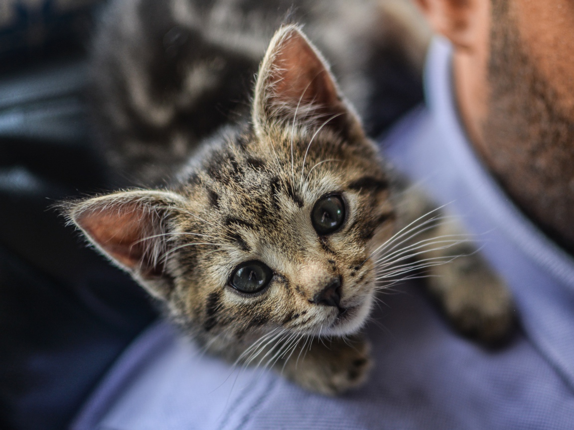 Маленький серый котенок на плече у мужчины