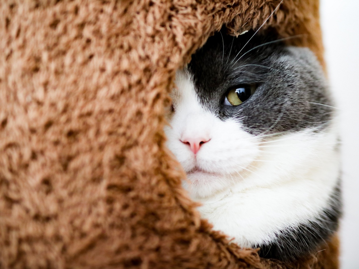 Кот засыпает в домике 