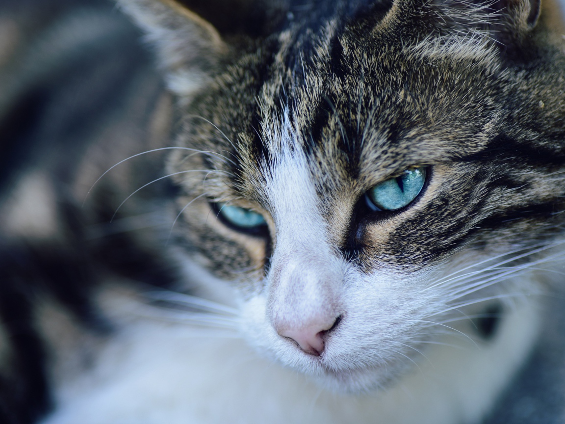 Морда серой кошки с голубыми глазами