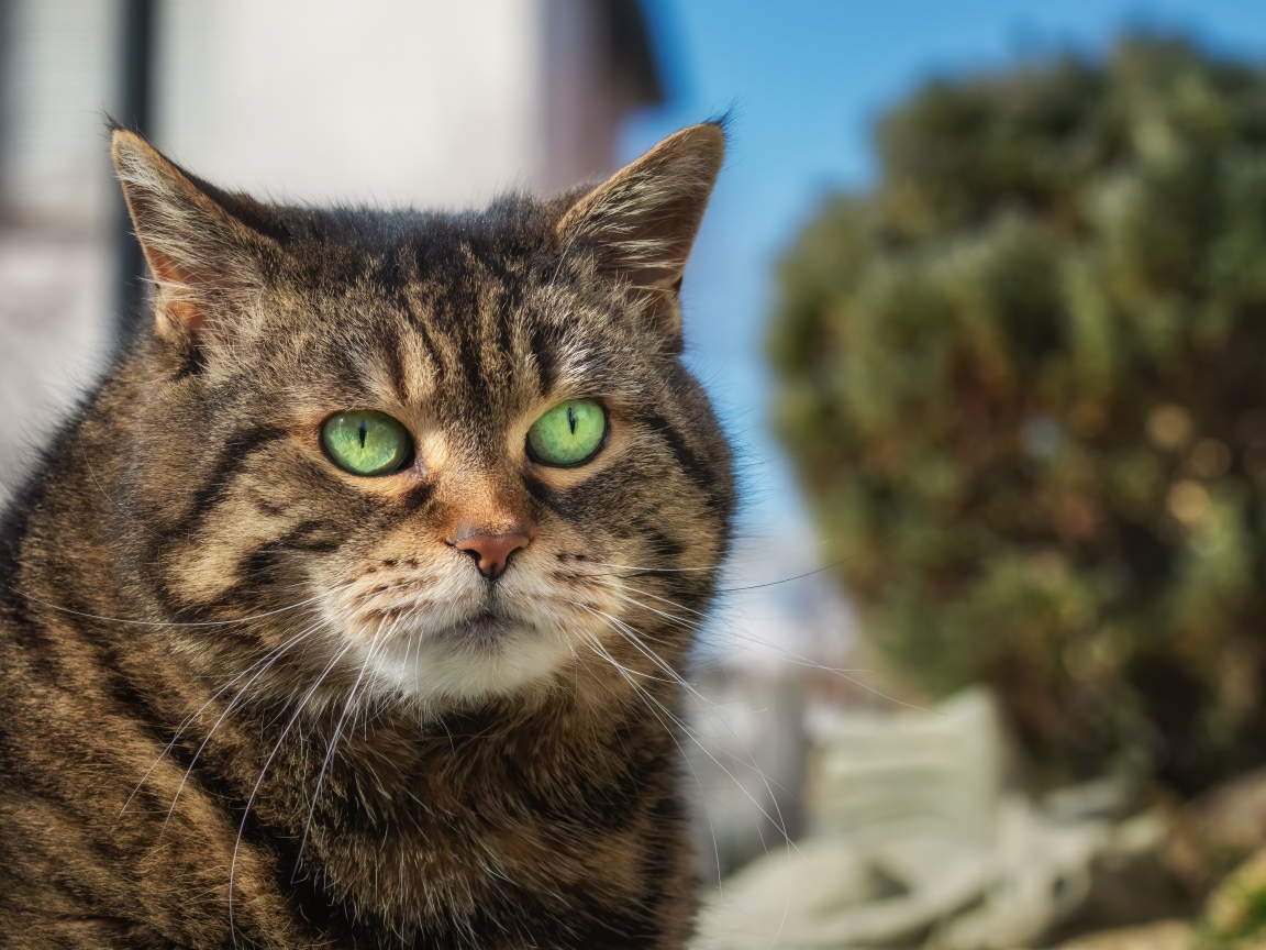 Морда большого серого кота с зелеными глазами