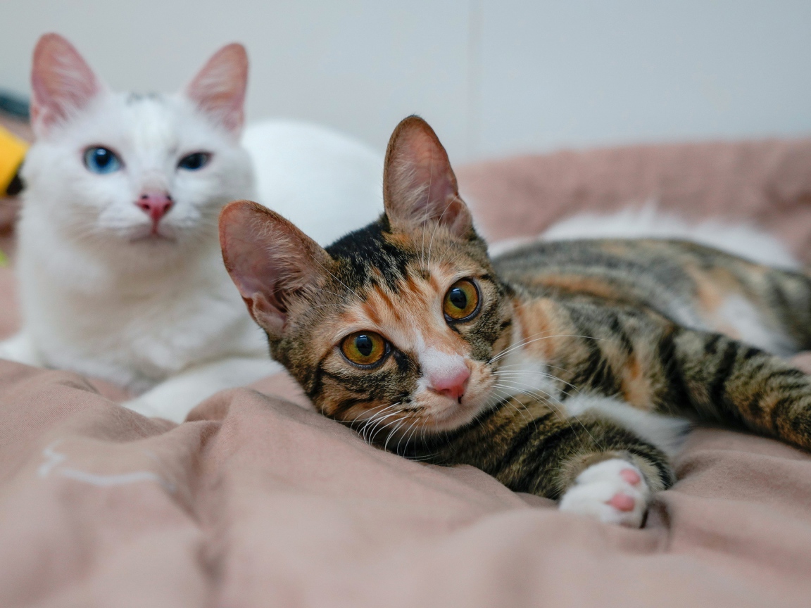 Two cute cats lie on the bed