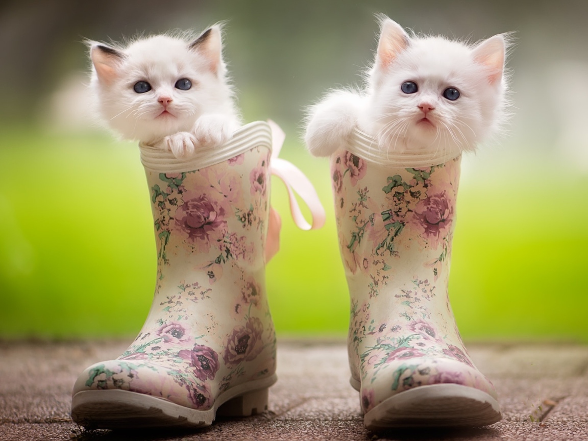 Два маленьких милых котенка сидят в резиновых сапогах