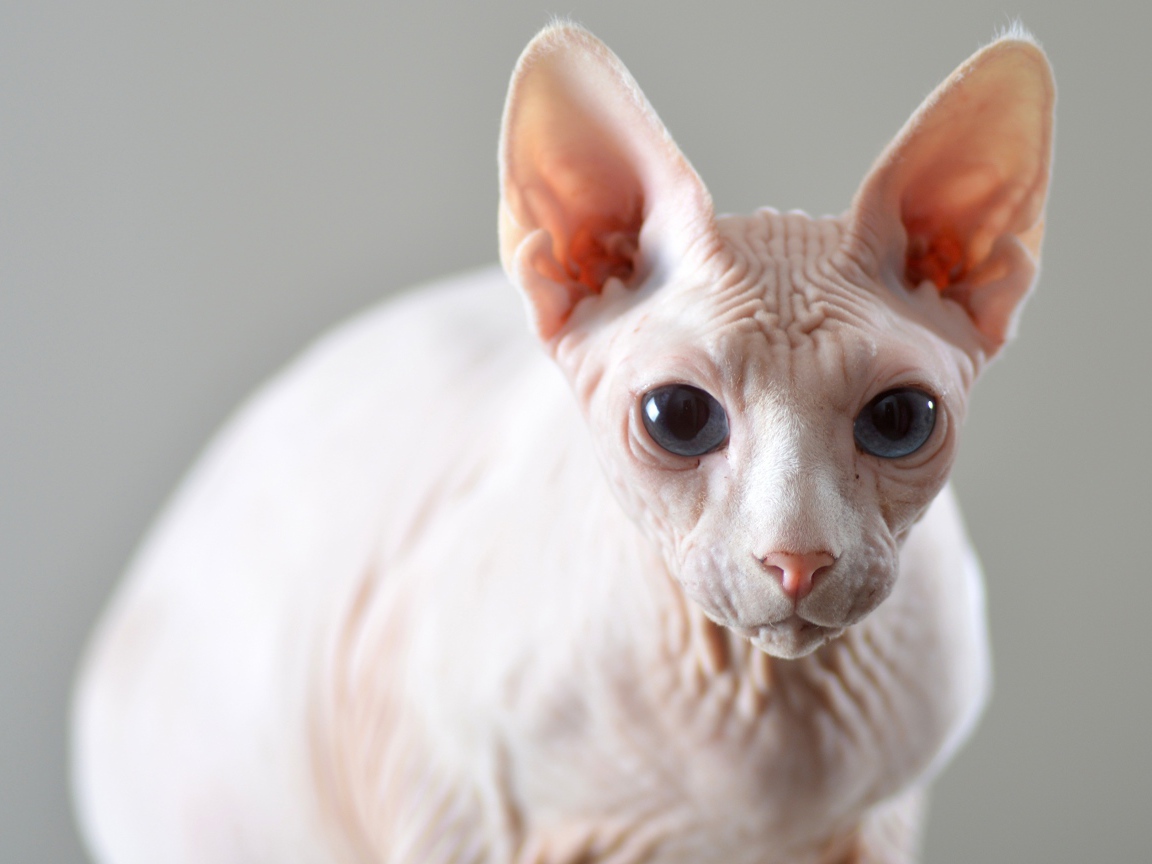 Белый кот породы сфинкс на сером фоне