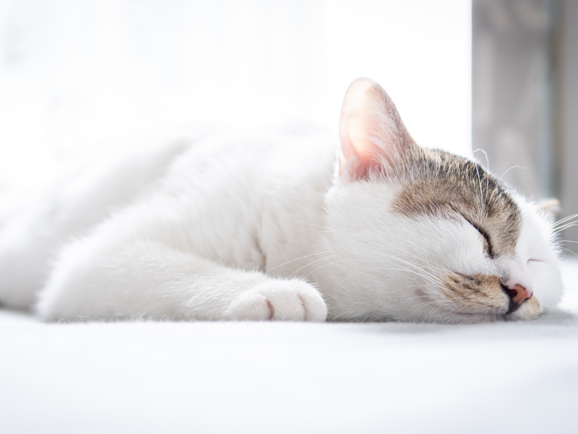 Белый домашний кот спит на кровати 