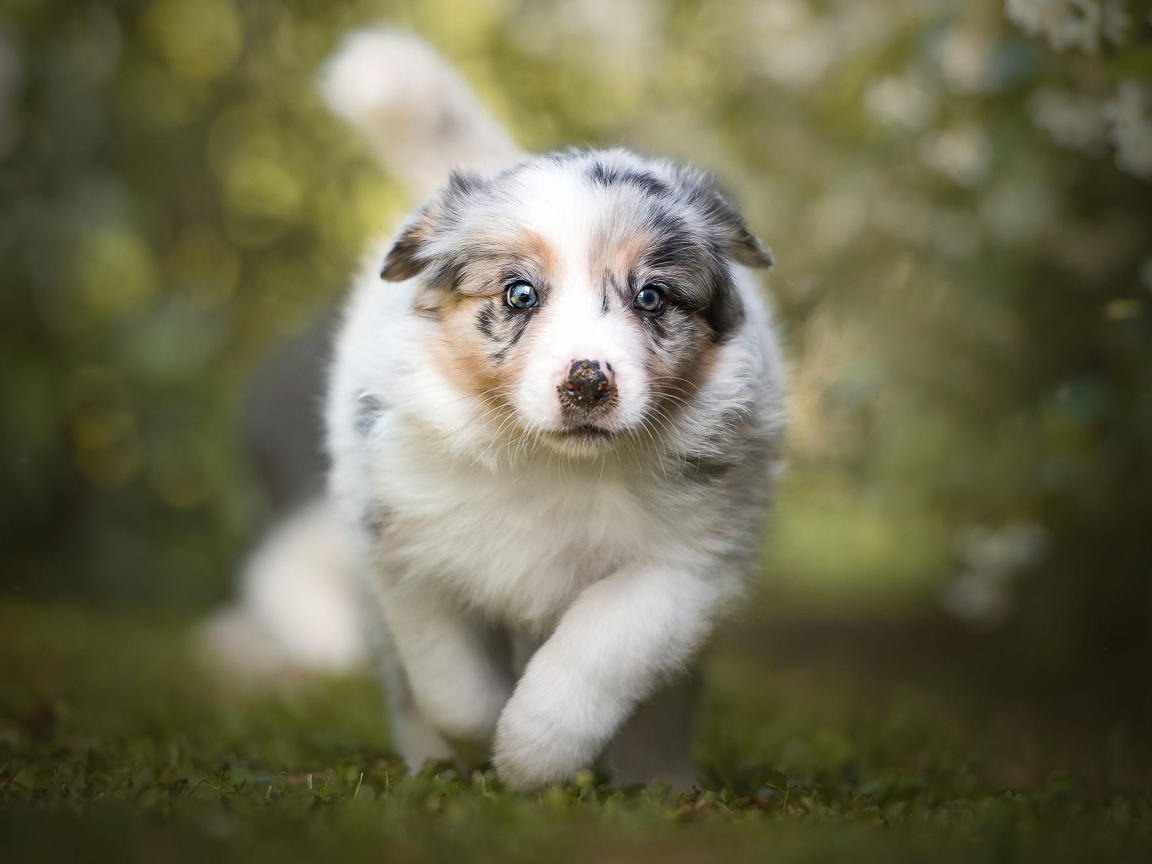 Щенок австралийской овчарки бежит по траве