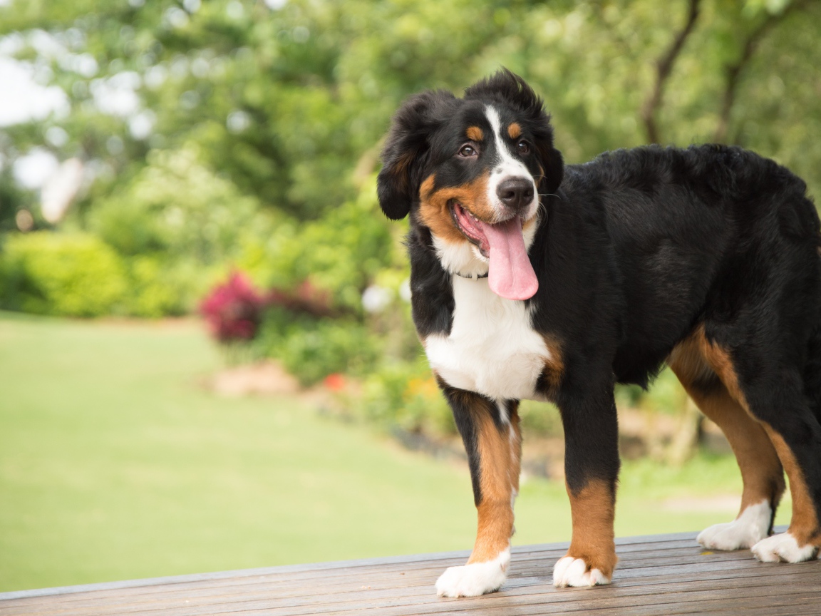 Щенок породы Бернский зенненхунд  с высунутым языком