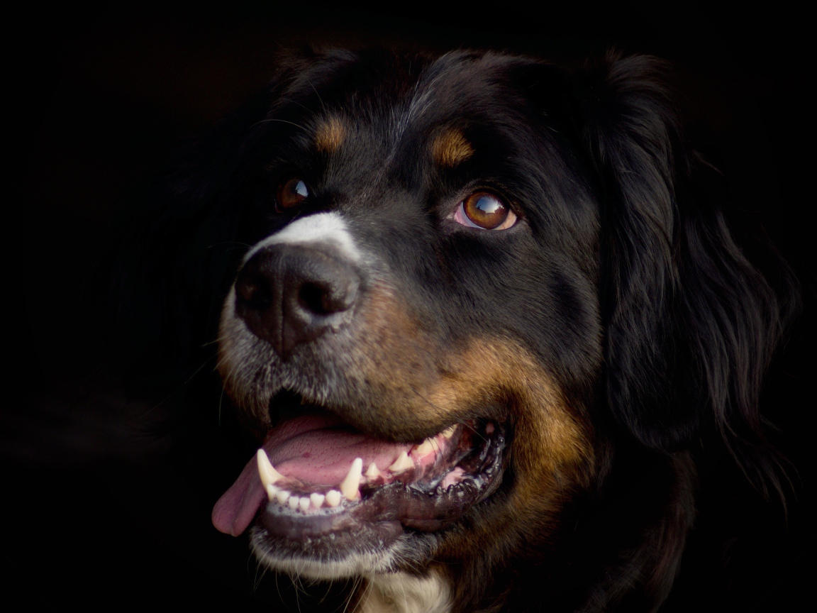 Бернский зенненхунд с высунутым языком на черном фоне 