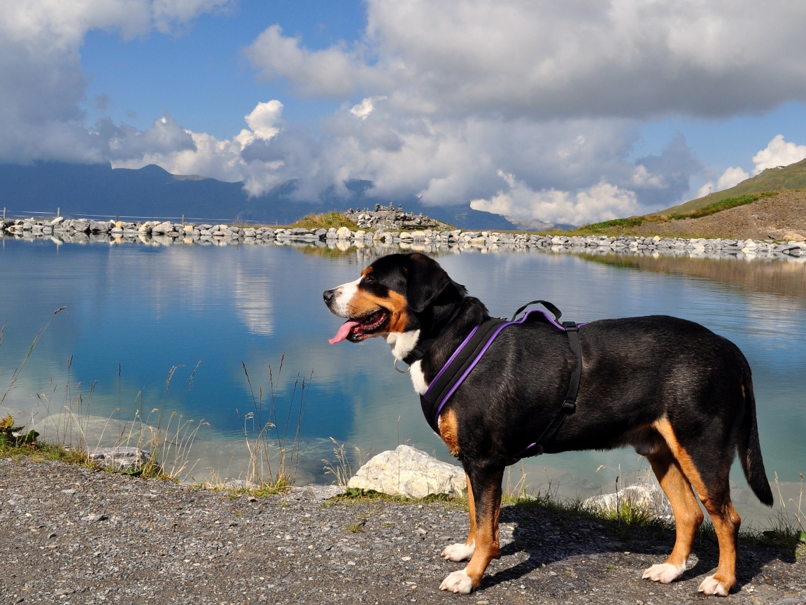 Bernese Mountain Dog with tongue sticking out by the water