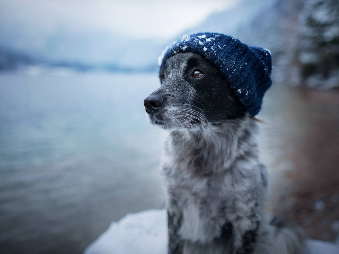 Собака породы бордер колли в теплой шапке 