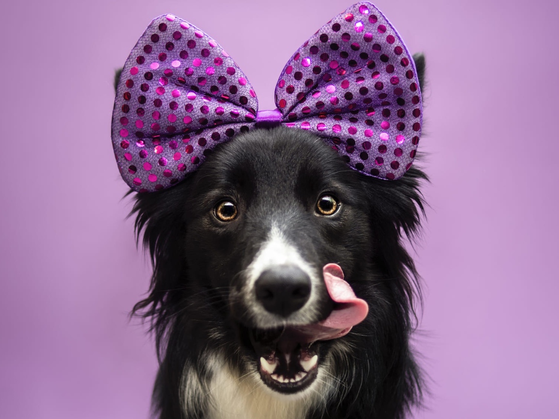 Собака Бордер-Колли с бантом на голове с высунутым языком