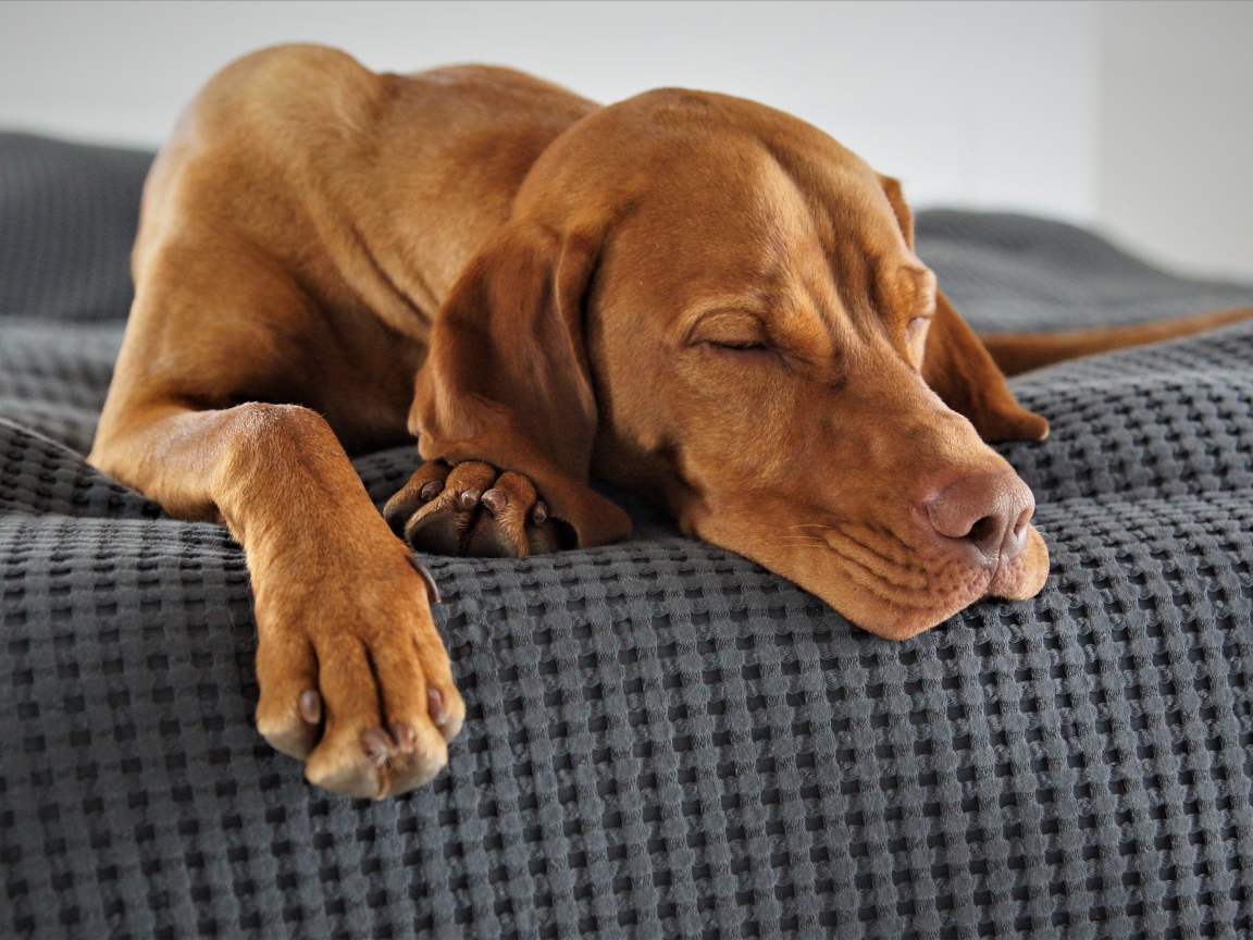 Коричневый пес спит на кровати 