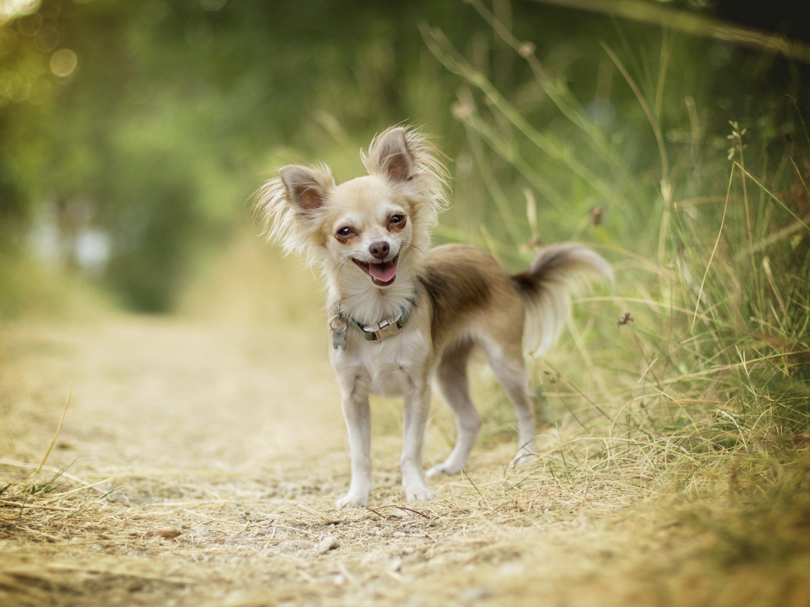 Веселая собака породы чихуахуа на дороге
