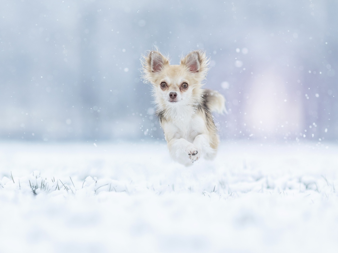 Собака породы чихуахуа бежит по заснеженной земле 