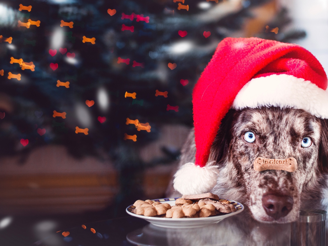 Собака в красной новогодней шапке с печеньем 