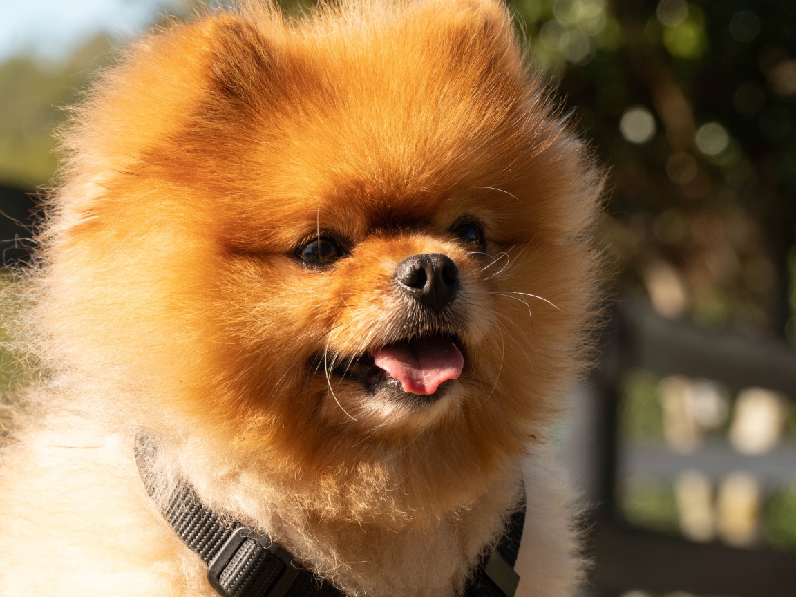 Пушистый померанский шпиц с высунутым языком