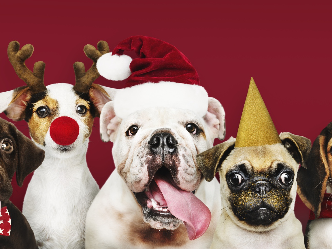 Смешные собаки готовы к новому году 