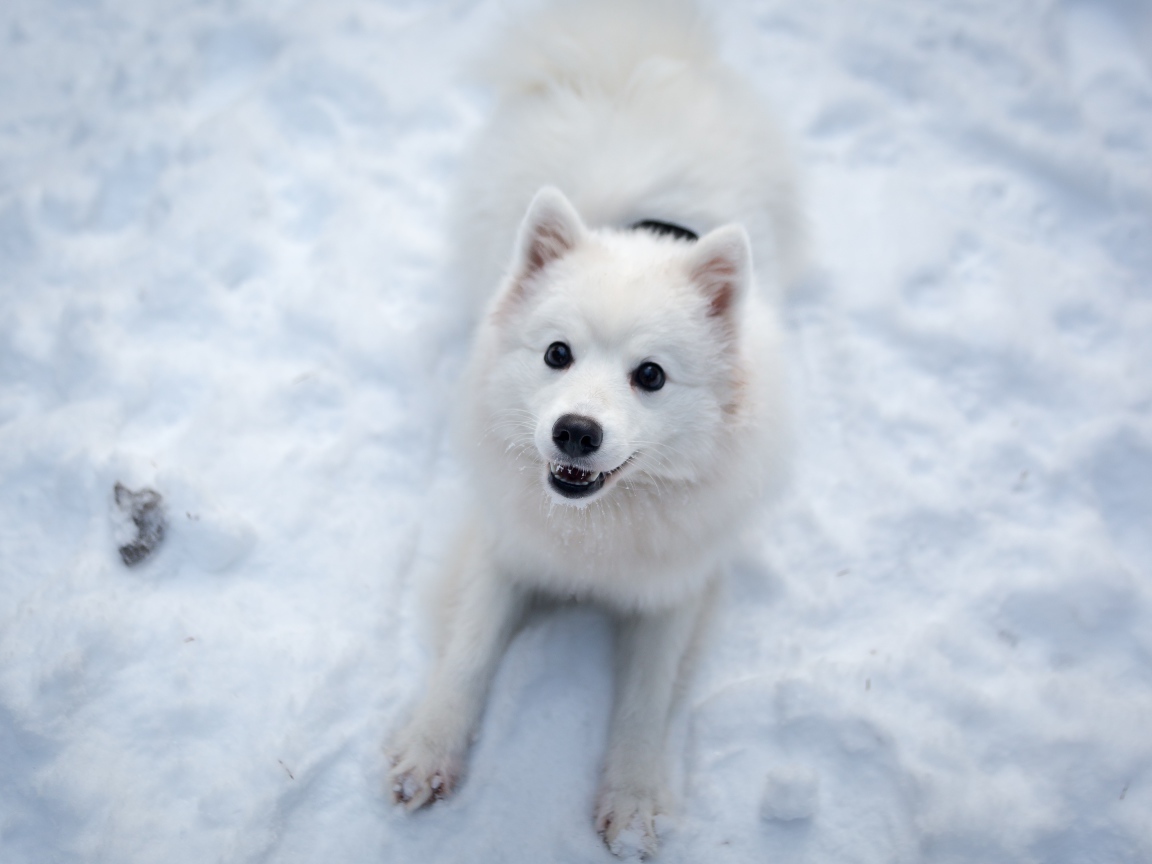 Забавная белая собака играет на снегу 