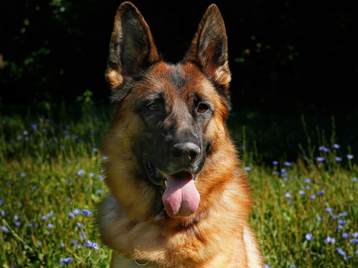 Немецкая овчарка с высунутым языком на зеленой траве