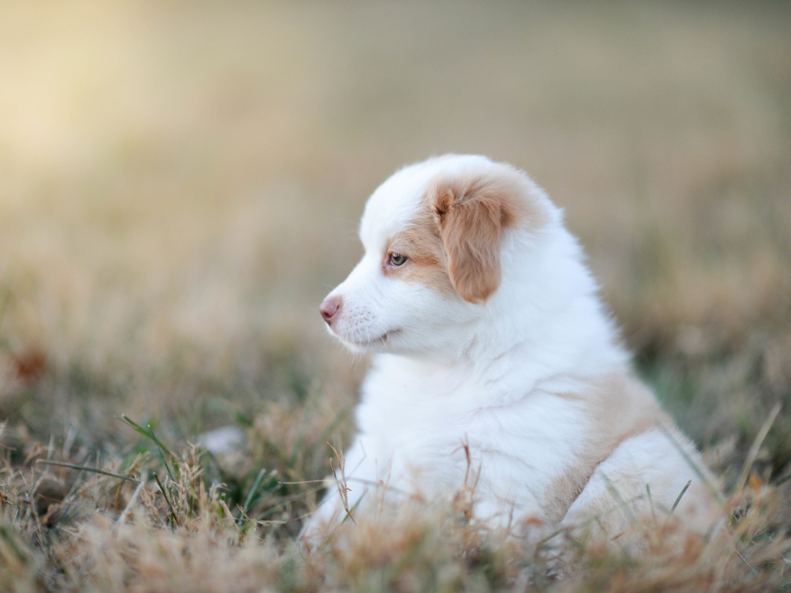 Little Australian Shepherd puppy sits on the grass
