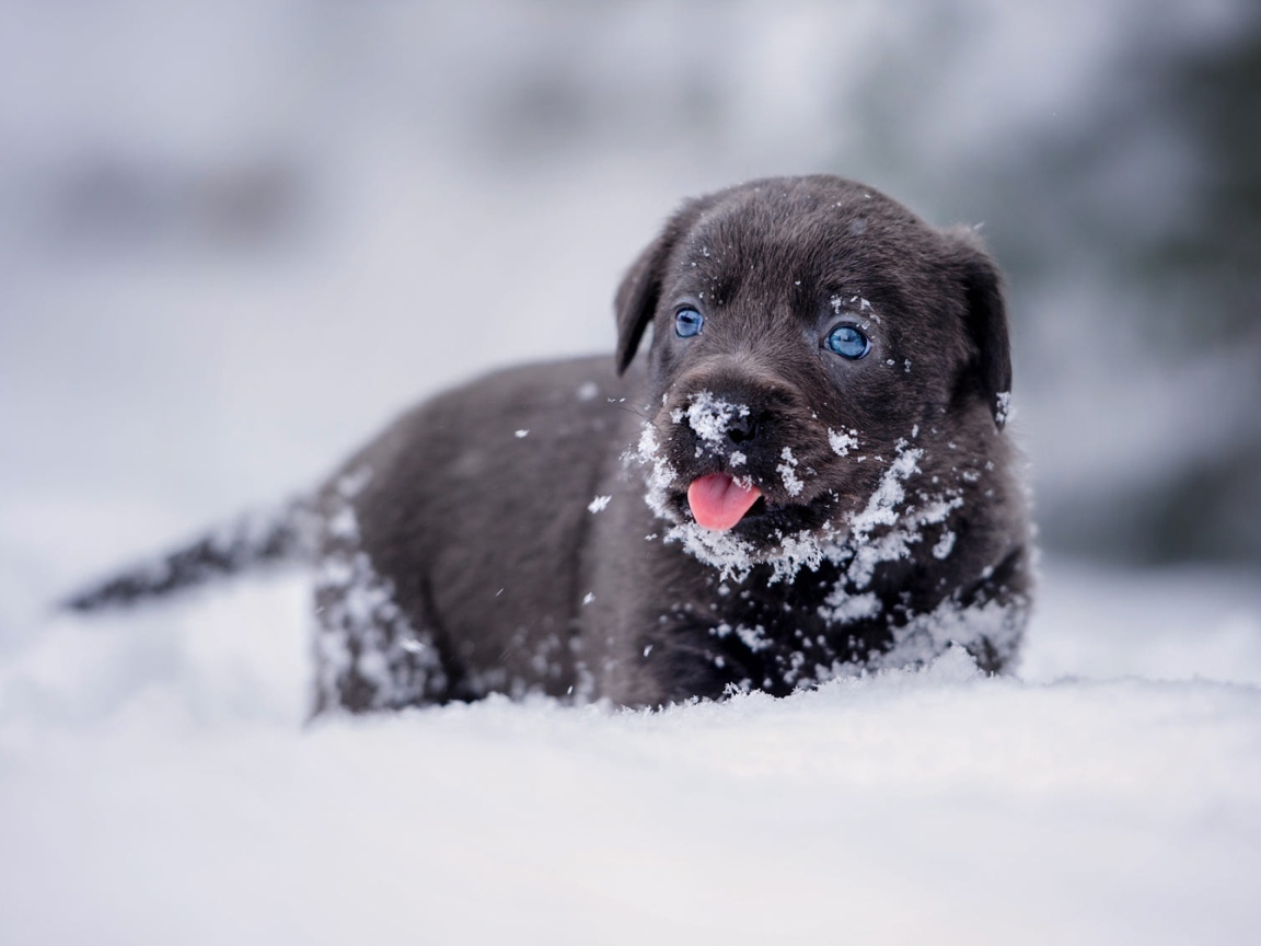 Маленький щенок лабрадора в снегу