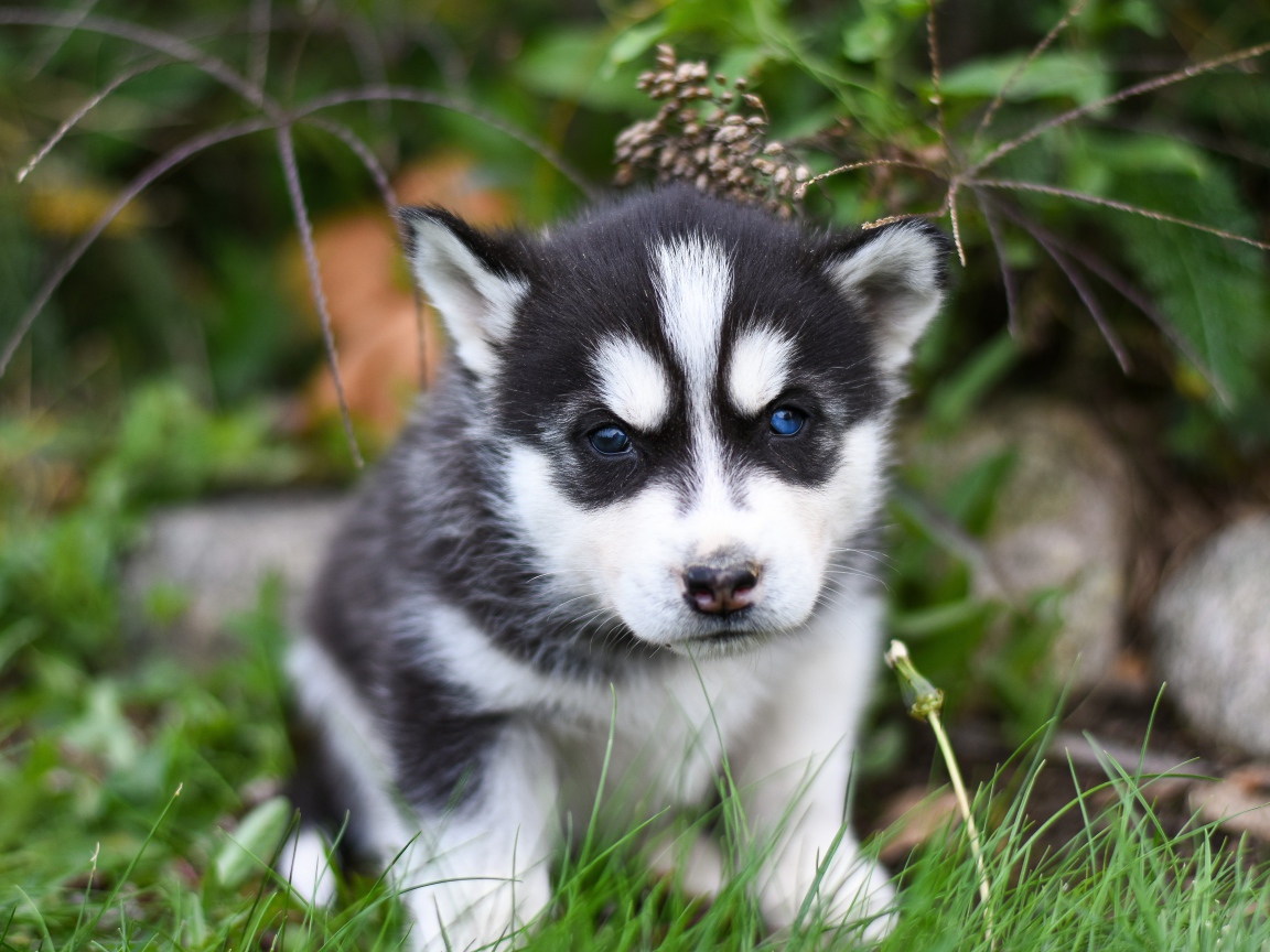 Маленький черно - белый щенок хаски сидит на траве