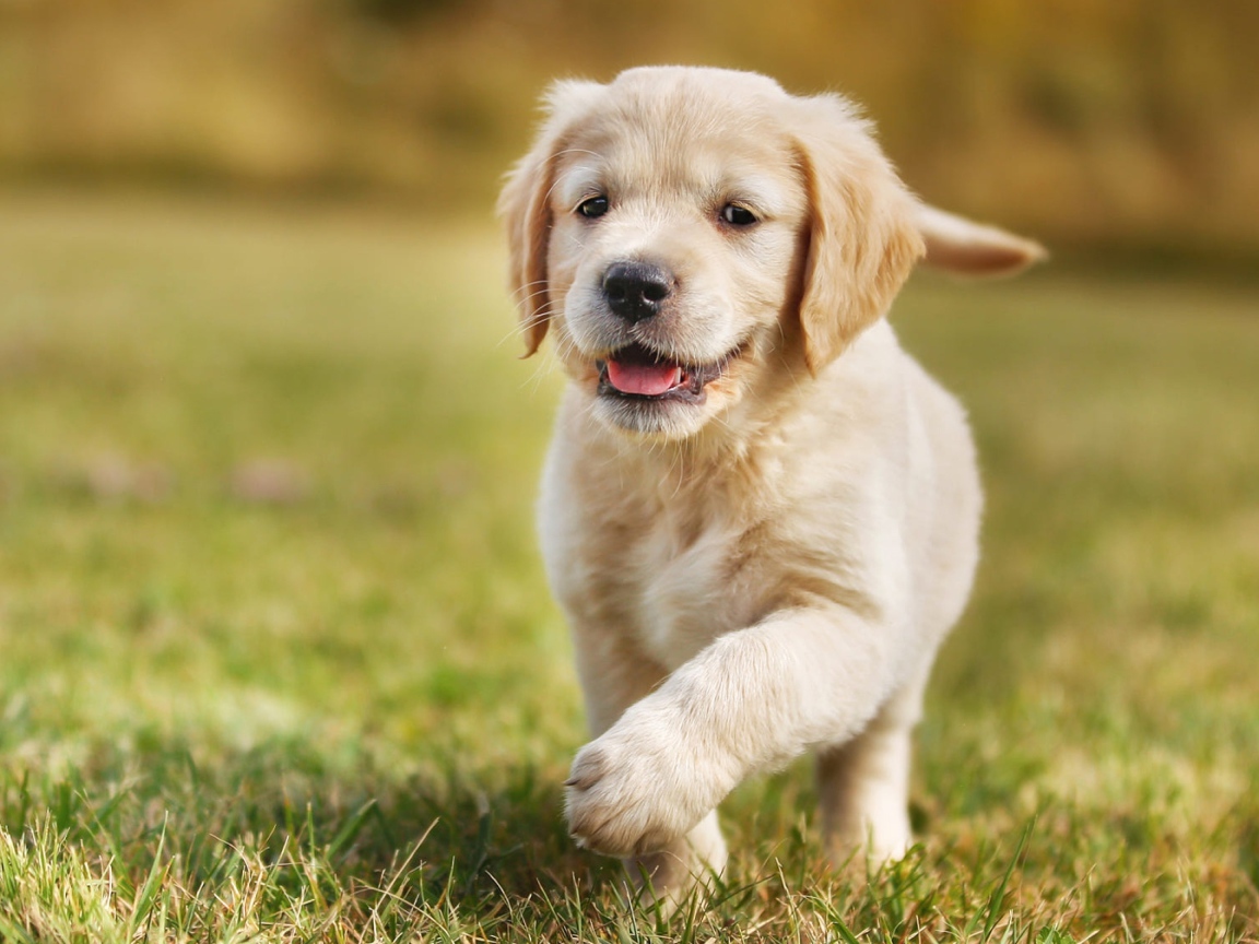 Маленький щенок золотистого ретривера бежит по зеленой траве