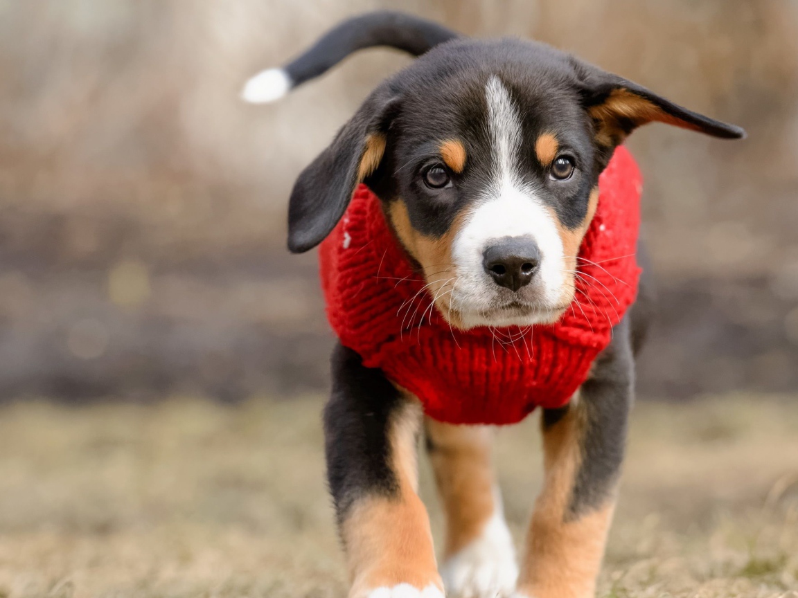 Маленький щенок в красном свитере 