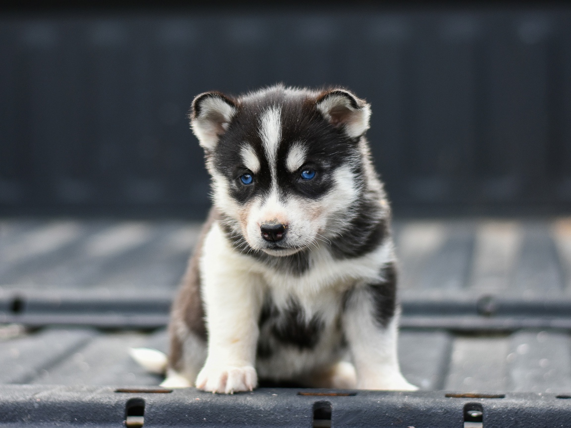 Маленький грустный голубоглазый щенок хаски 