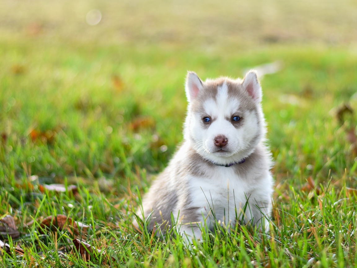 Задумчивый щенок хаски сидит на зеленой траве