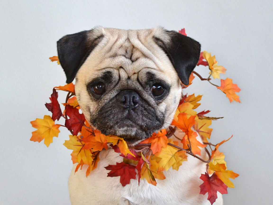 Грустный мопс с листьями на шее на сером фоне