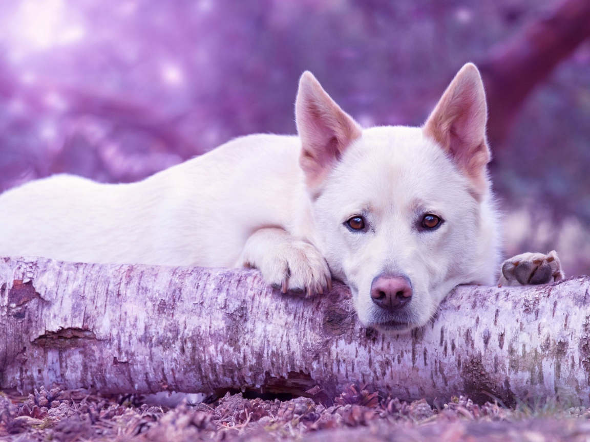 Грустная белая овчарка лежит на сухом дереве 