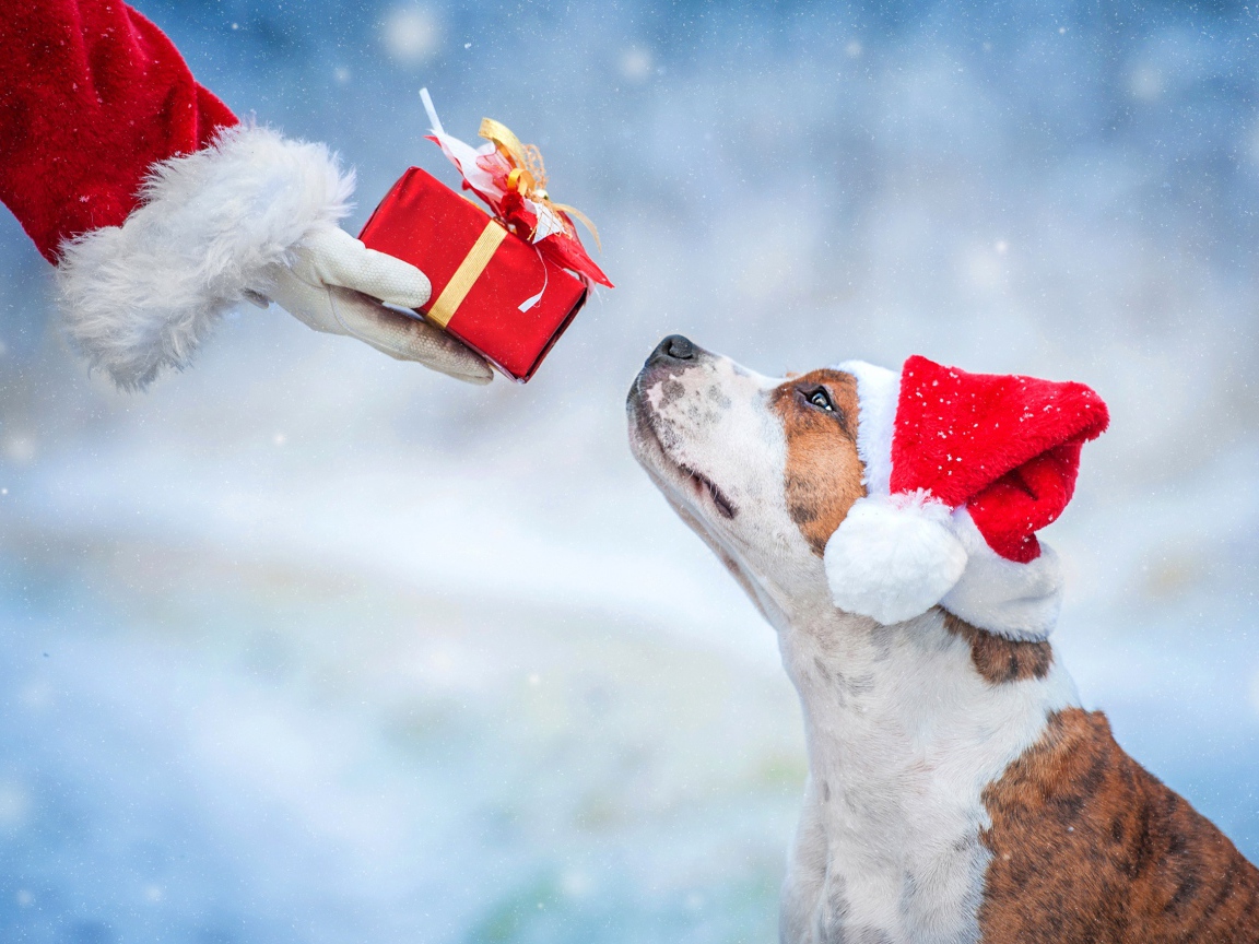 Санта Клаус дарит подарок собаке на Рождество 