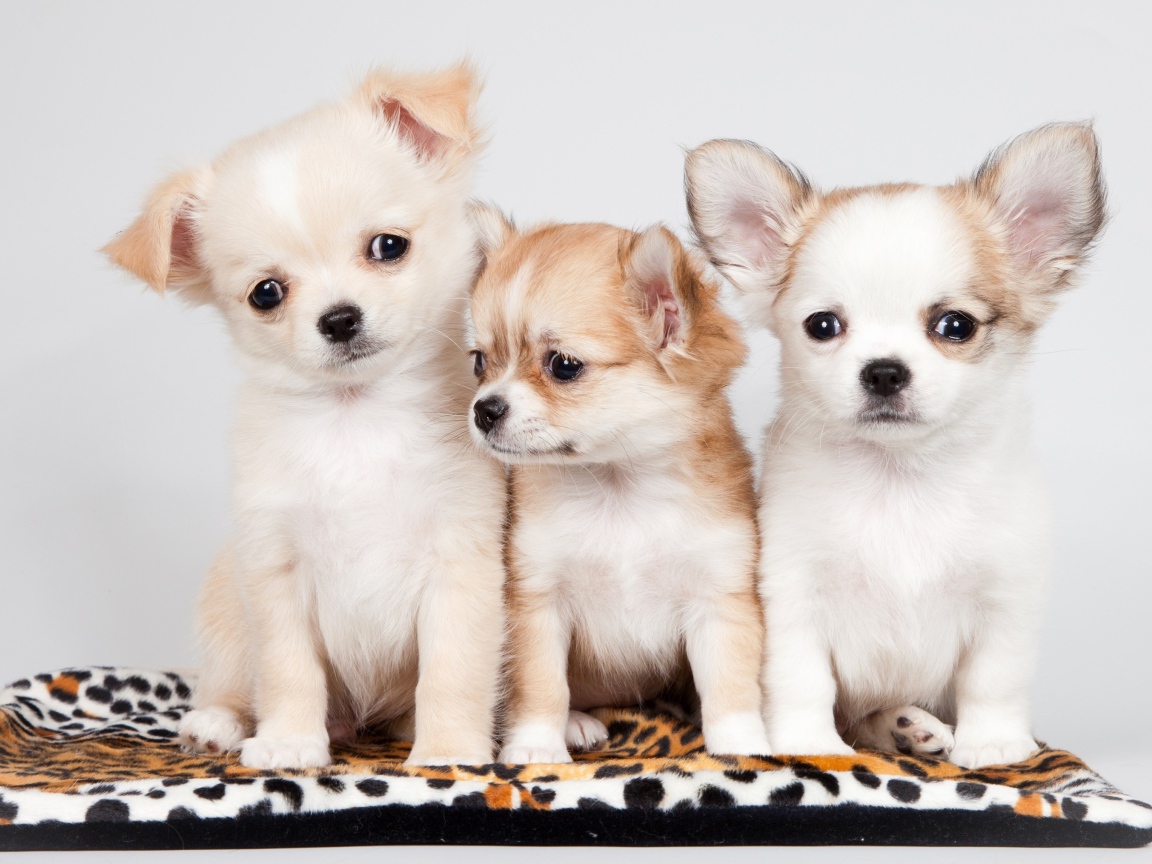 Три маленьких забавных щенка чихуахуа