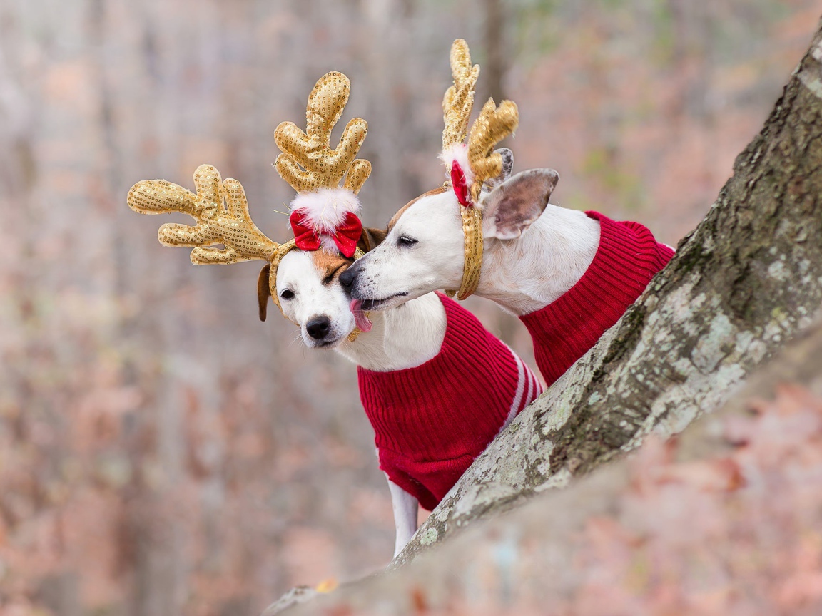 Две собаки в новогодних костюмах оленей в лесу