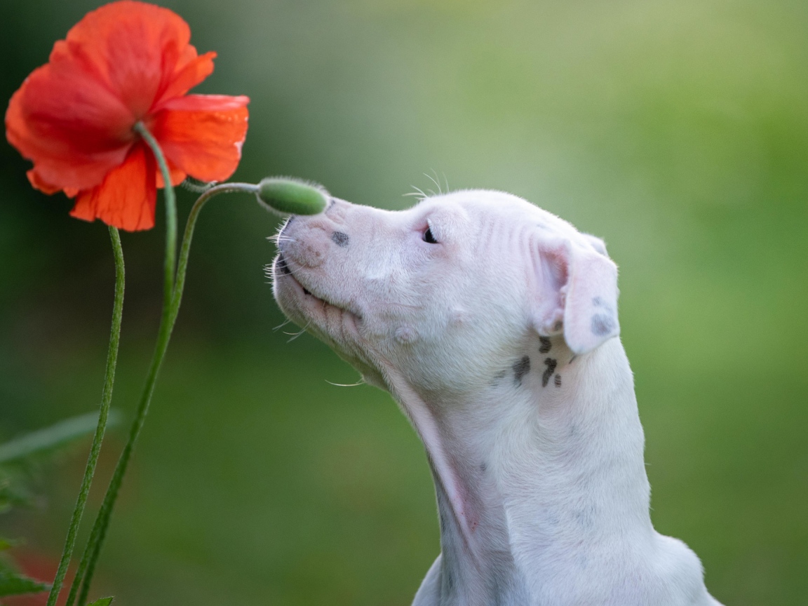 Белый породистый пес нюхает красный цветок мака