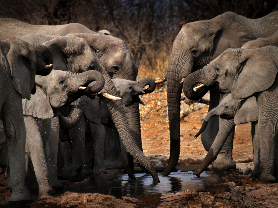 A herd of gray elephants at a watering hole