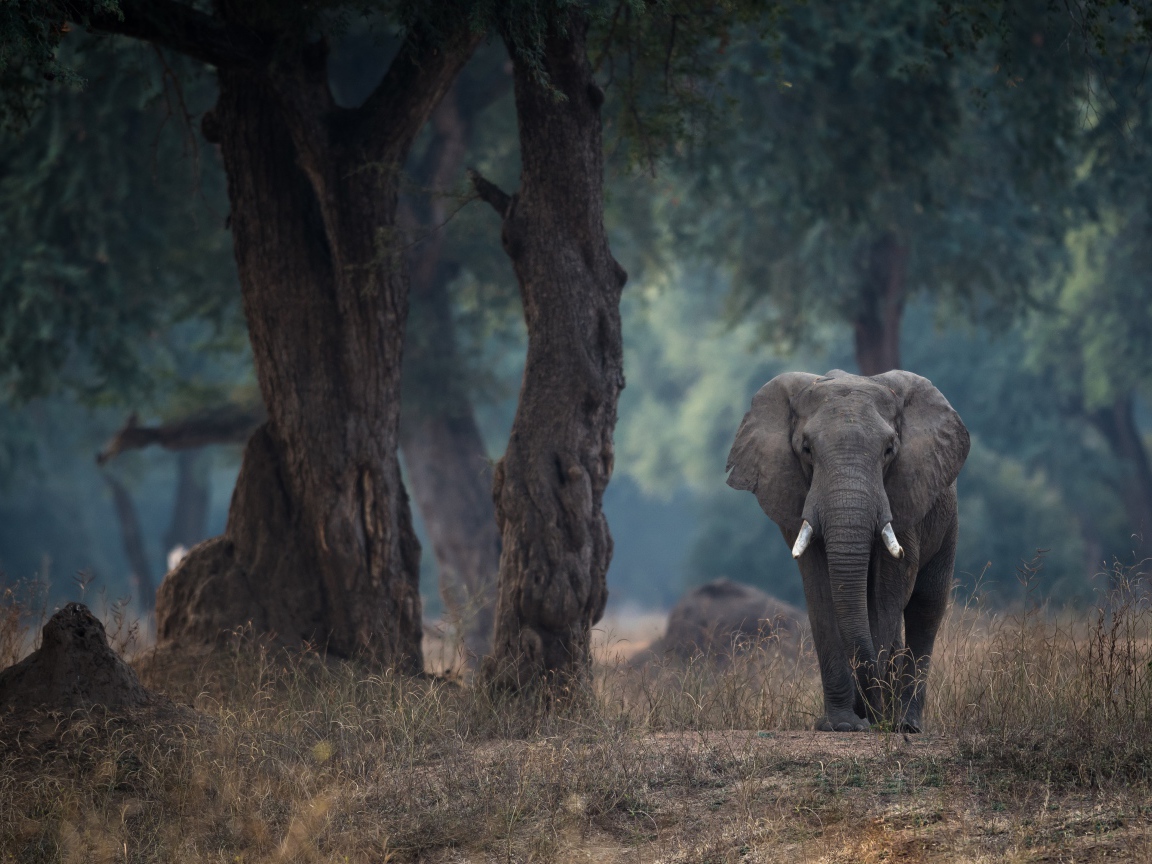 Большой серый слон идет у дерева