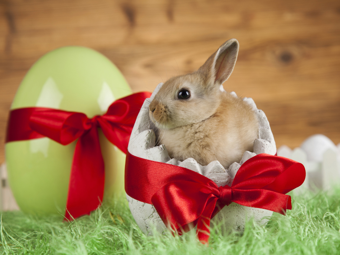 Маленький декоративный кролик в яйце с красным бантом