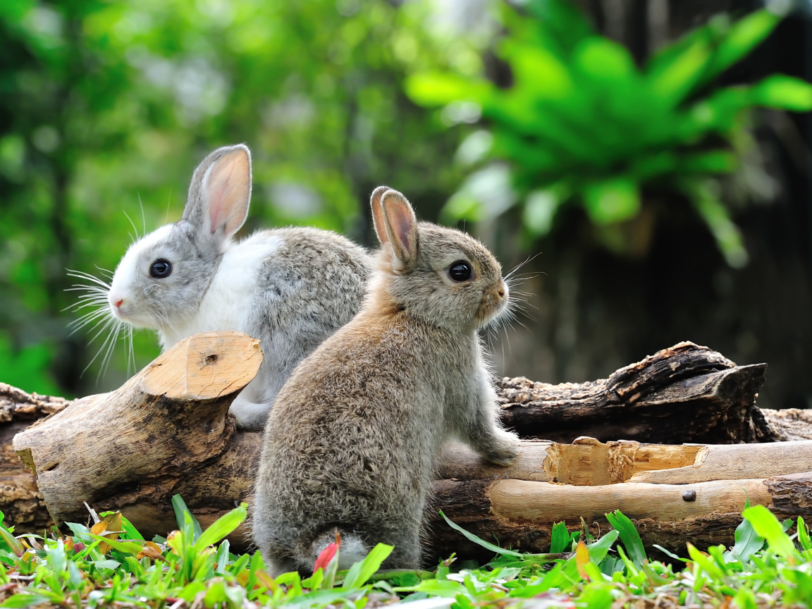 Two rabbits in a forest near a dry tree