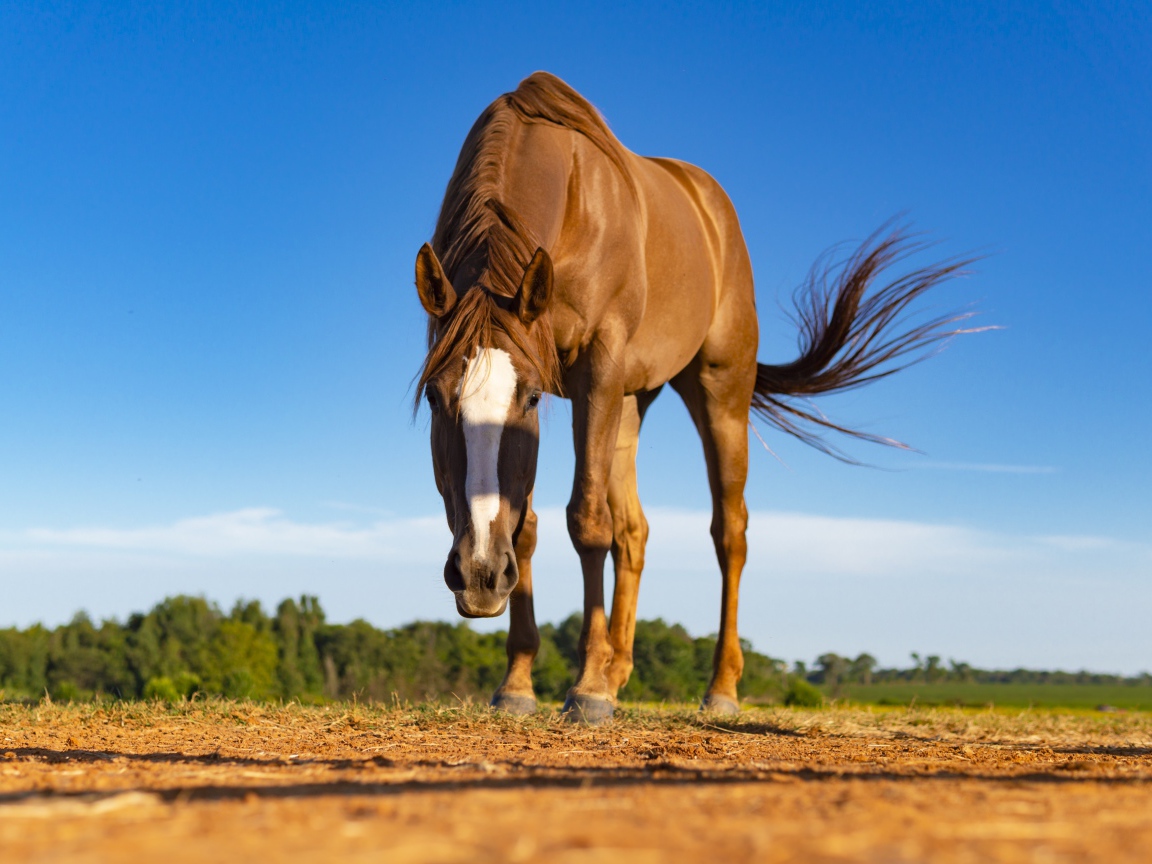 Красивая коричневая лошадь пасется 