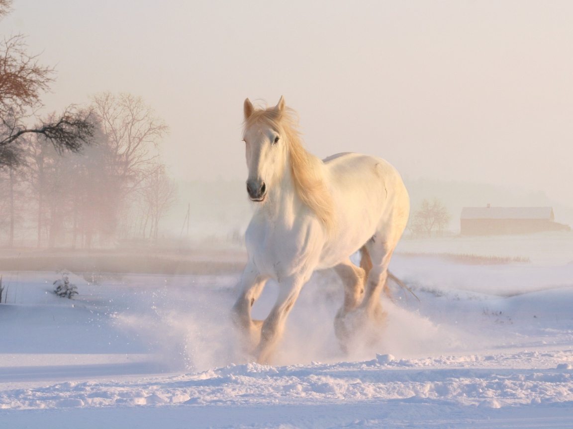 Красивая белая лошадь скачет по снегу